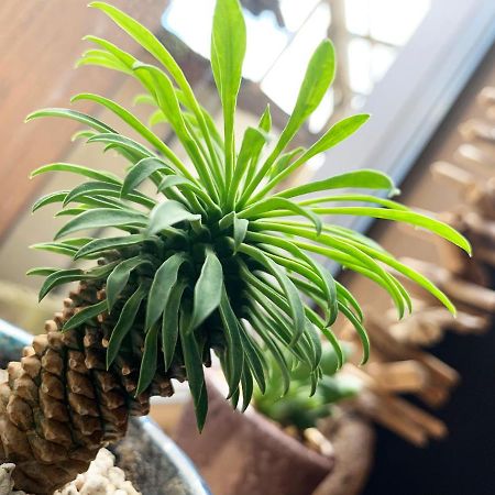 Cactus Inn Miyazaki Luaran gambar